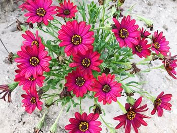 High angle view of pink flowers blooming outdoors