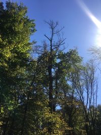 Low angle view of trees in forest against sky