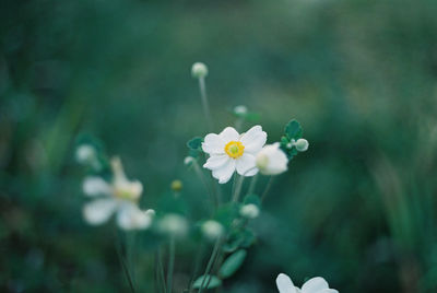 Close-up of white flowering plant on field