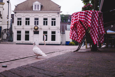 Seagull perching on a street