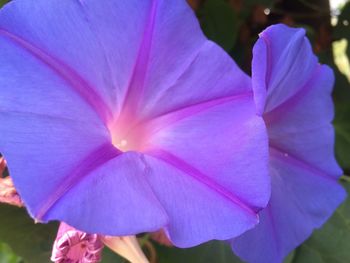 Close-up of pink flower blooming outdoors