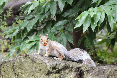 Close-up of squirrel on rock