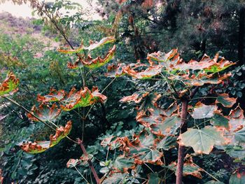 Close-up of fruits growing on tree during autumn