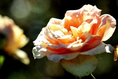 Close-up of yellow flower blooming outdoors