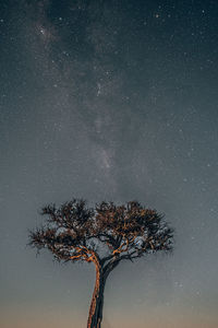 Tree against sky at night