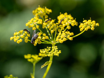 Close-up of yellow flowering plant