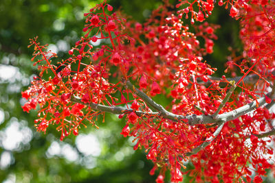 Close-up of red flowering plant during autumn