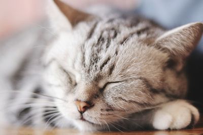 Close-up of tabby cat sleeping at home