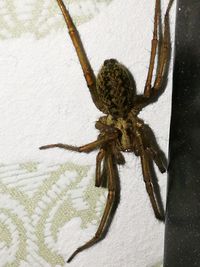 Close-up of spider