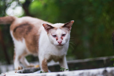 Close-up portrait of cat