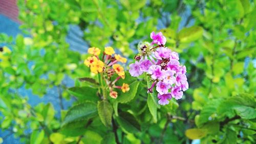 Close-up of butterfly pollinating on pink flower