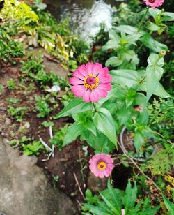 flowering plant