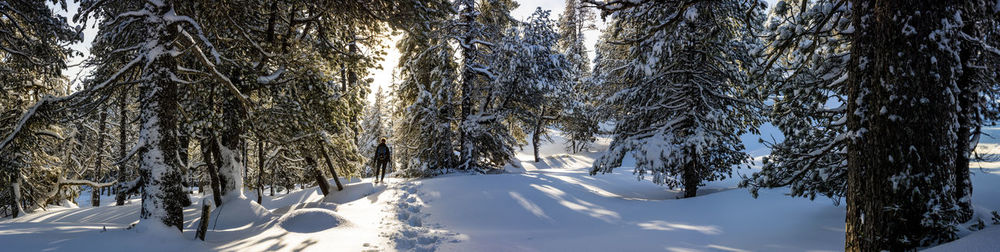 Snow covered trees in forest