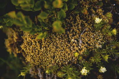 Close-up of fresh green plants