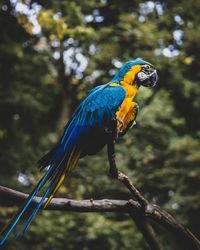 Parrot perching on branch