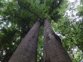 Low angle view of tree in forest