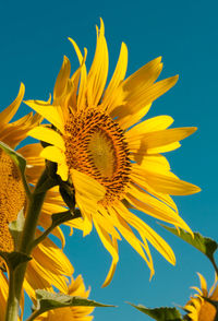 Low angle view of sunflower