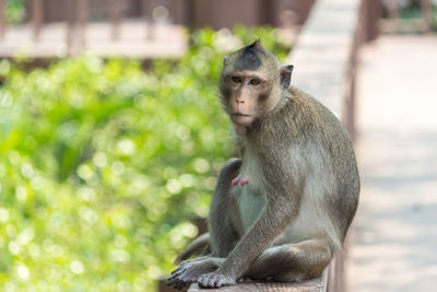 Close-up of monkey sitting outdoors