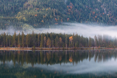 Scenic view of lake in forest