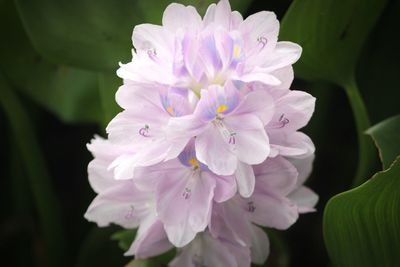 Close-up of pink flowering plant