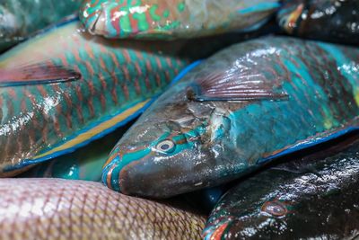 Close-up of fish for sale in market