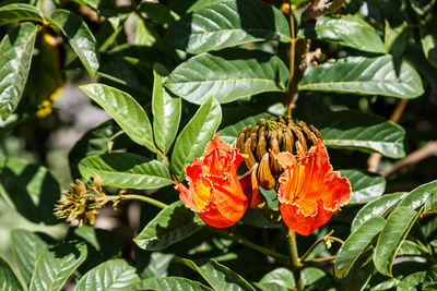 Close-up of insect on flowers