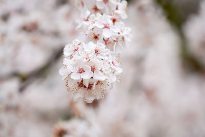 Branch of a cherry tree with cherry blossoms in spring