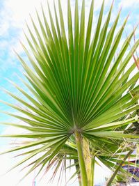 Close-up of palm tree against sky