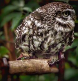 Close-up of owl perching outdoors