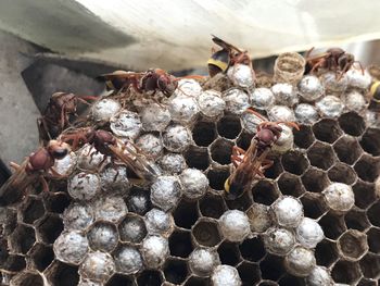 Close-up of bee on the wall