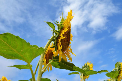 Low angle view of flowering plant against sky