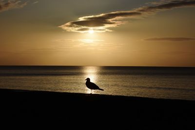 Silhouette bird flying over sea against sky during sunset