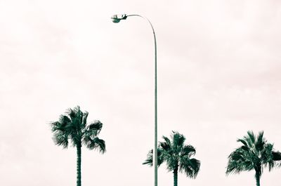 Low angle view of palm tree against sky