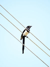 Low angle view of birds perching on power line