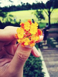 Cropped image of person holding flower