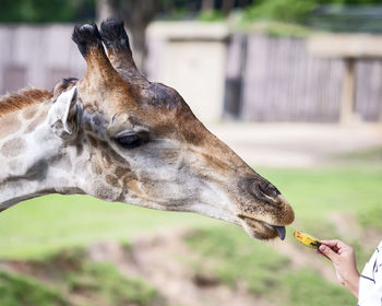 Close-up of hand feeding