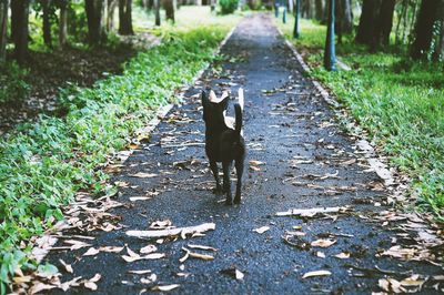 Cat standing on footpath