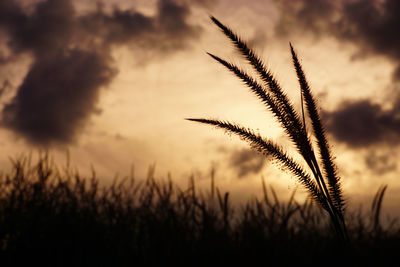 Close-up of silhouette grass on field against sunset sky