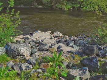 Plants growing on rocks by river