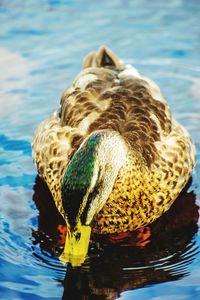 Close-up of duck swimming in lake