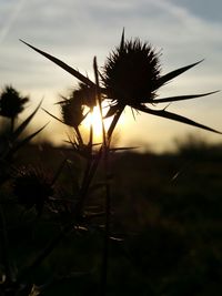 Plants against sky at sunset