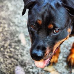 Close-up portrait of black dog