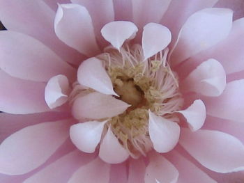 Full frame shot of pink flower