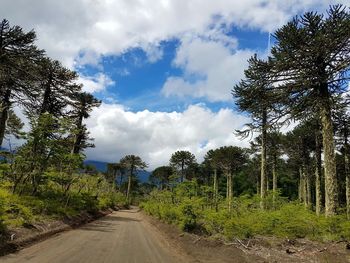 Road amidst trees in forest against sky