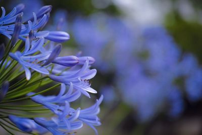 Close-up of blue flowers blooming in park