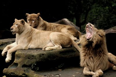 View of a cats