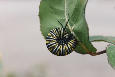 Close-up of insect on leaf