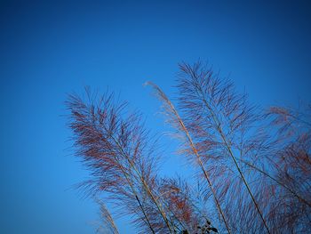 Low angle view of tree against clear blue sky