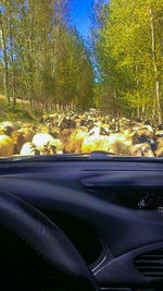 Road seen through car windshield