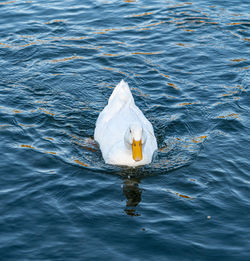 Large white pekin peking aylesbury american heavy single white duck water fowl low level close up 